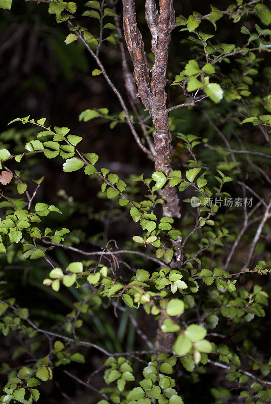 银山毛榉(Nothofagus menziesii)小树